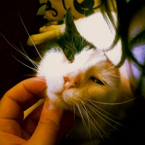 Mil, Moni, Moninona, Moninoninoni, Moninoninonis, Moninoninina, gata espesa...